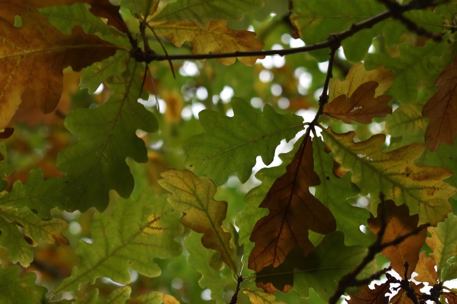 Oak leaves